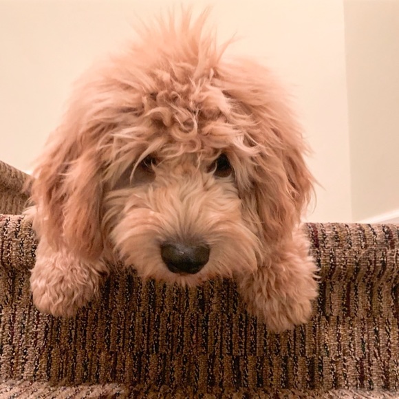 🏅POSH AMBASSADOR LIXURYBAGREHAB 🏅 - Picture 8 of 16